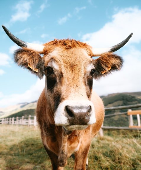Marguerite, une vache dans un pré d'Ardèche